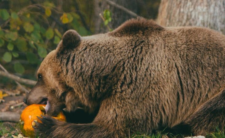 У львівському «Домажирі» проведуть гарбузові вихідні — відвідувачам із гарбузом дадуть знижку на квиток