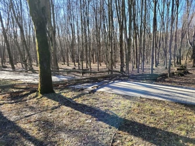 Фото умовне. Дерево, яке впало у Скнилівському парку 18 лютого; Андрій Білоус