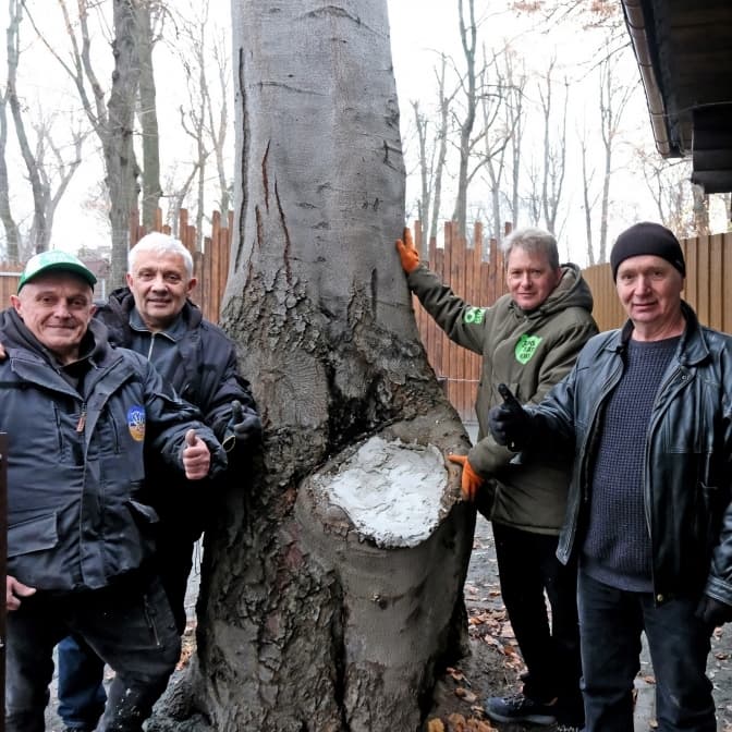 У дендропарку КиївЗоо врятували віковий бук