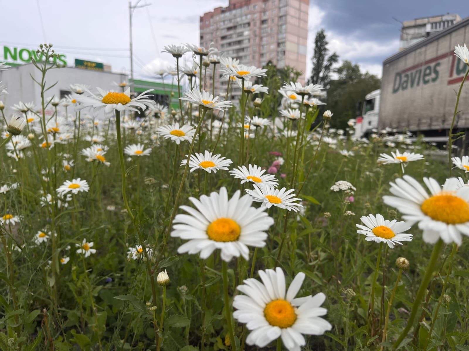 Фото: Київзеленбуд