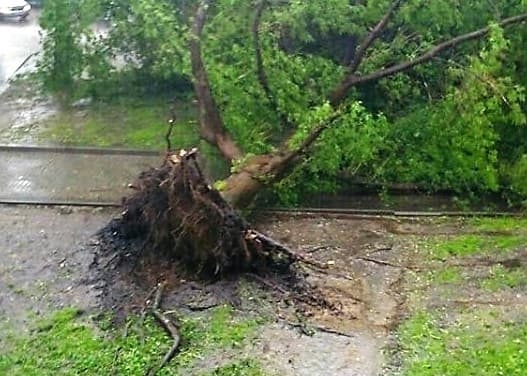 Унаслідок грози у Львові впало 5 дерев