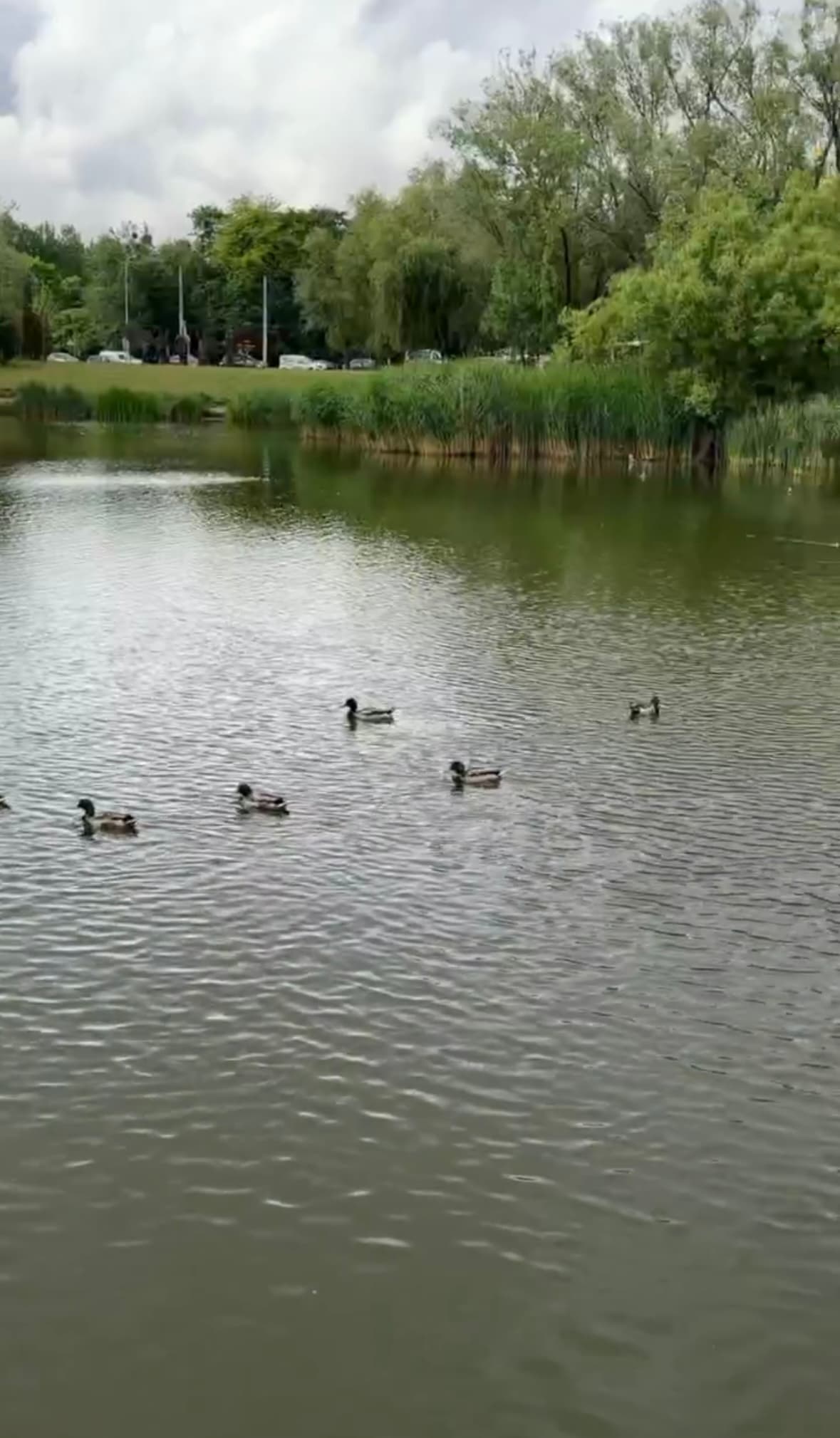 Скриншот із відео. Duck’s Lake, 2 червня