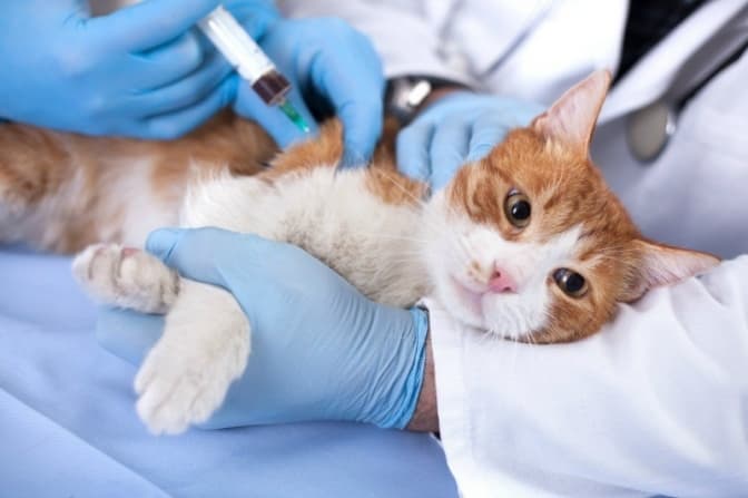 Дубляни запрошують на безкоштовну вакцинацію котів та собак від сказу. Графік