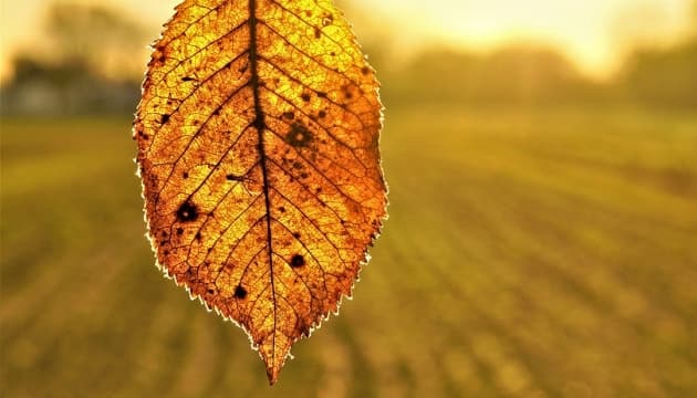 В останній день жовтня Україну прогріє до +19°