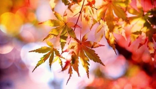 Які свята відзначатимуть у вересні: перелік важливих дат