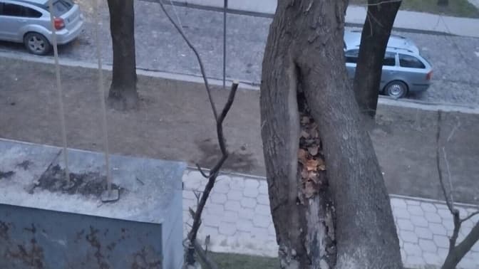 пошкоджений стовбур дерева/фото: лмр