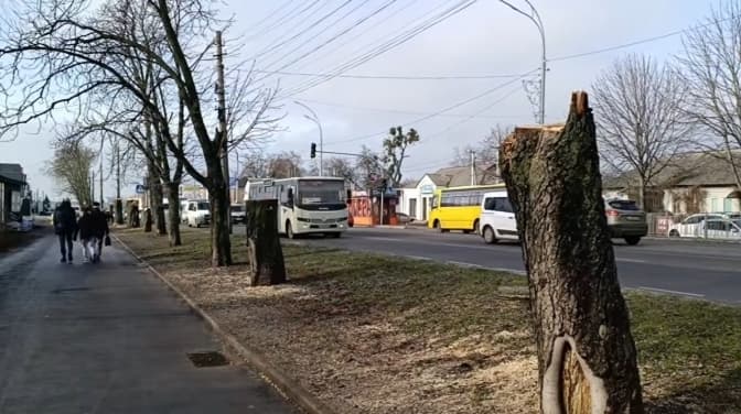 У Броварах зрізали алею каштанів заради McDonald’s. Місцеві збираються на протест
