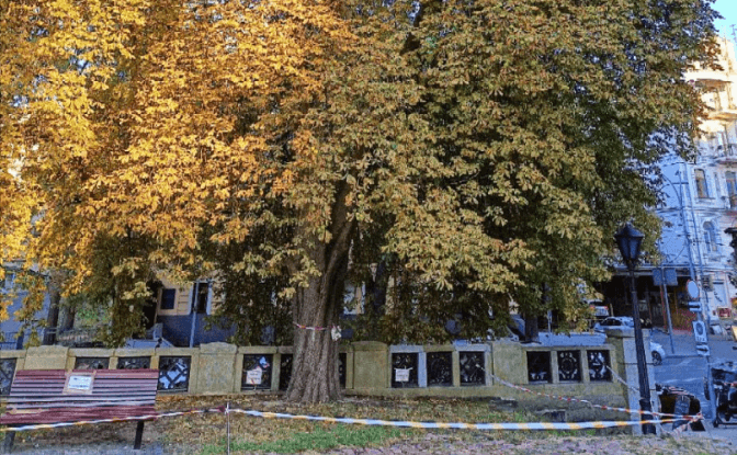 Музей історії України погрожує судом «Київзеленбуду» через те, що ті не спиляли хворий каштан