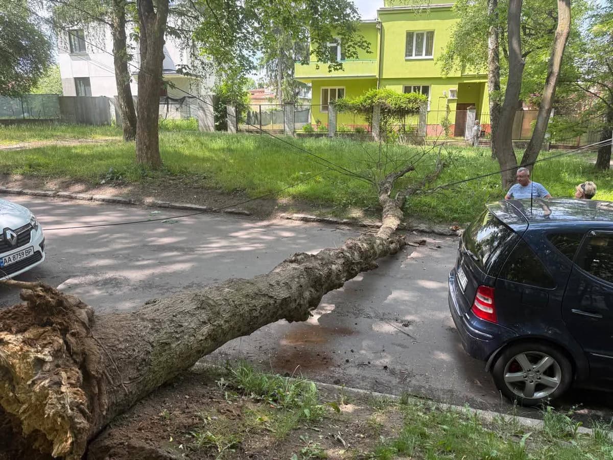 Перекрито проїзд: у Сихівському районі Львова дерево впало на дорогу