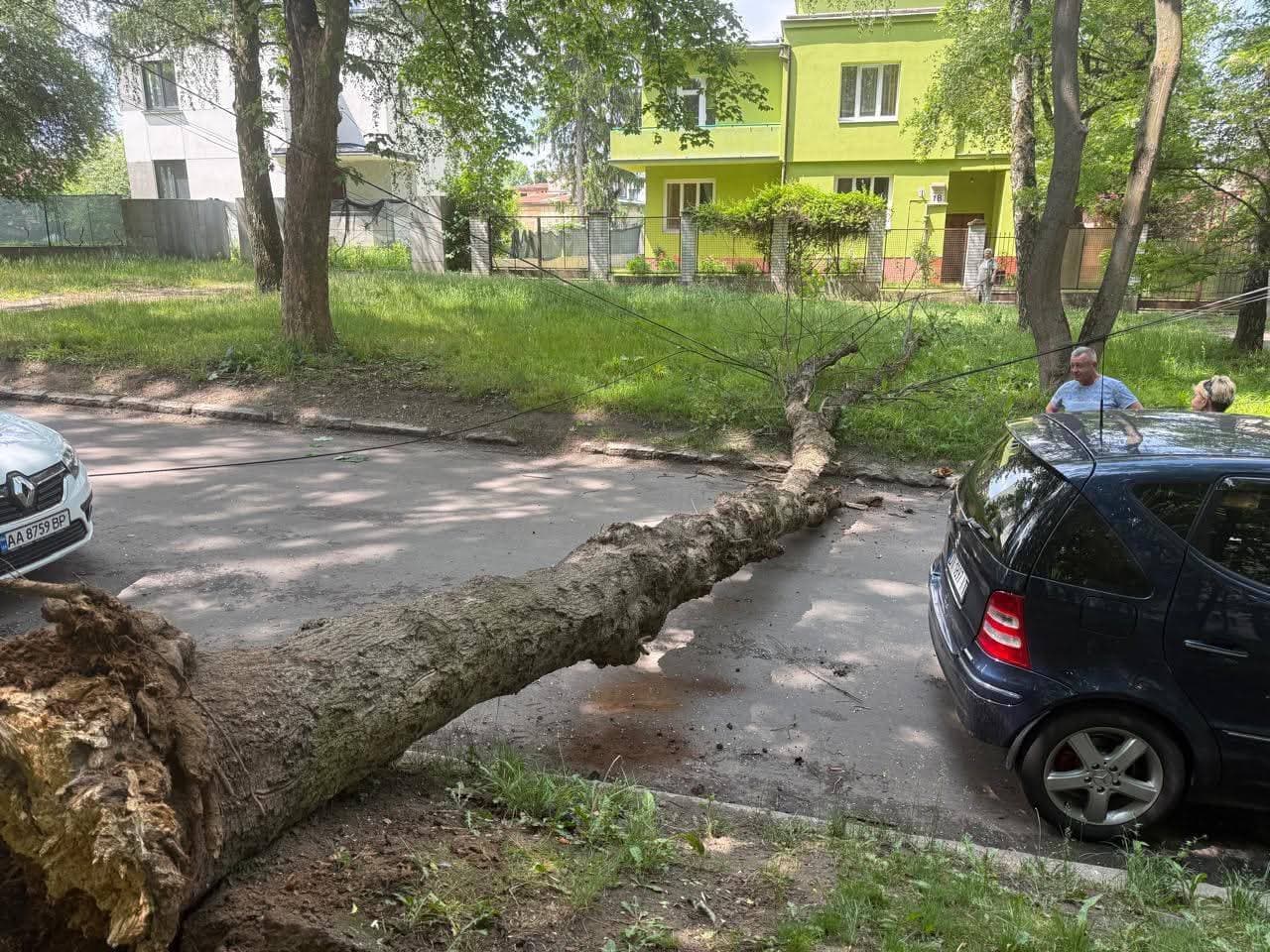 На вул. Тернопільській у Львові впало дерево/Фото: ЛМР