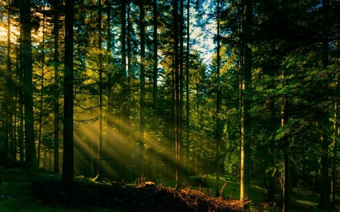 Мешканцям Львівщини не заборонили відвідувати ліси. Але є обмеження