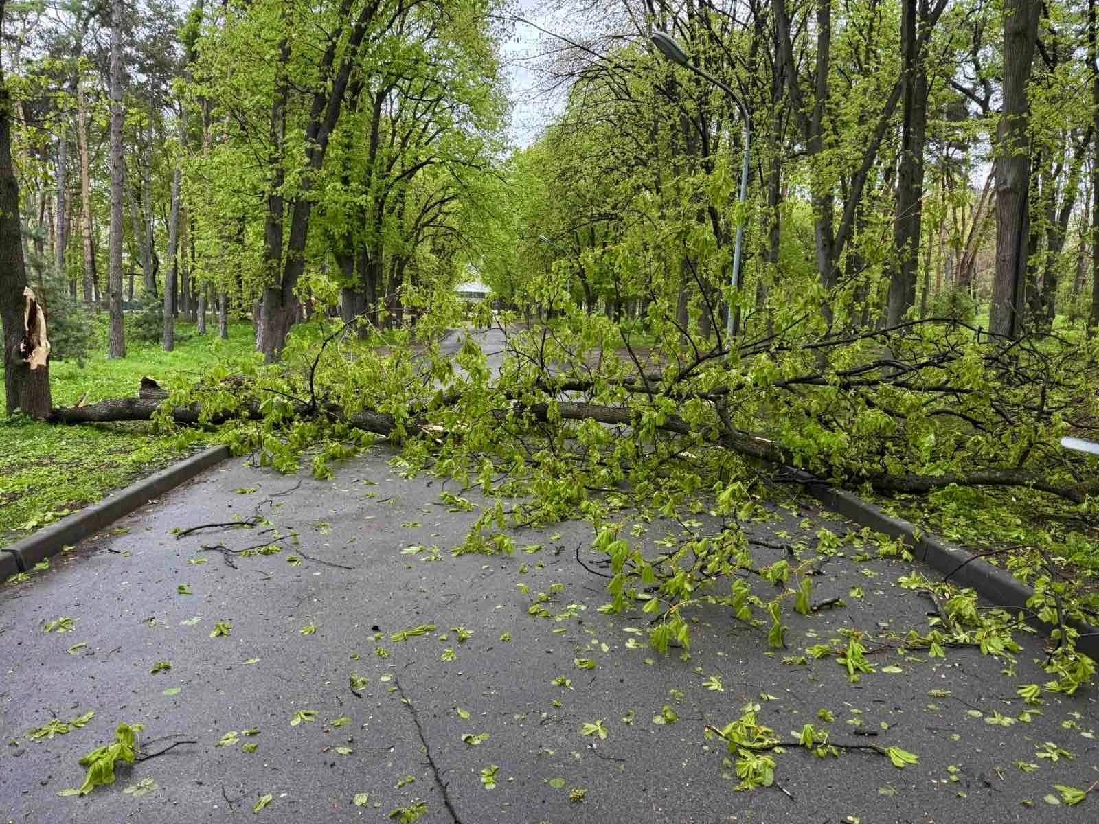 Повалене дерево. Фото: Київзеленбуд
