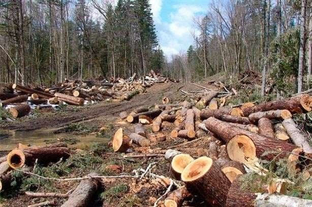 «Львівська залізниця» сплатить штраф за незаконну зрізку дерев в області
