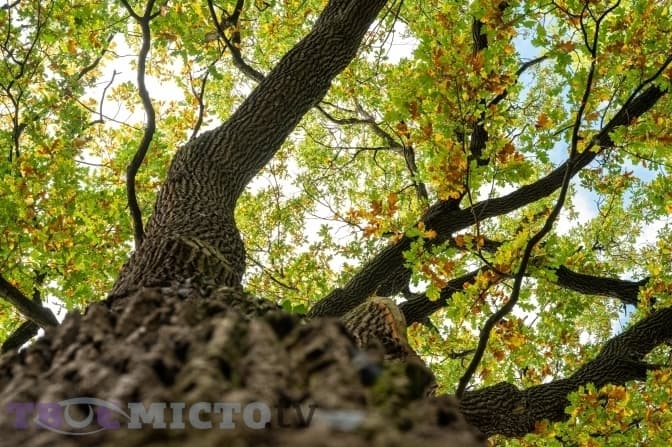 У Львові аварійні дерева передадуть скульпторам для виготовлення мистецьких творів