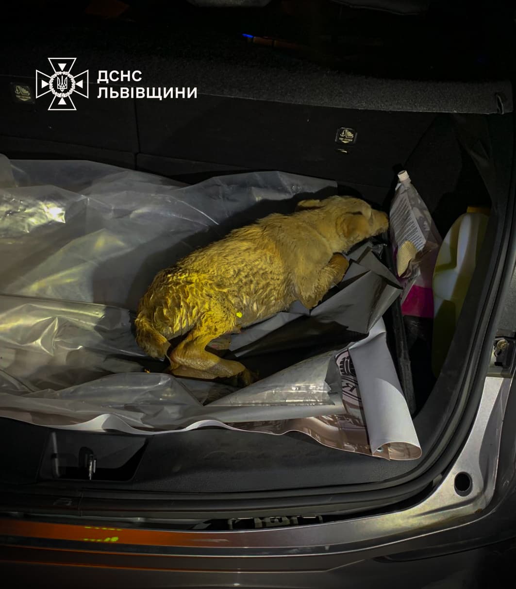фото: дснс