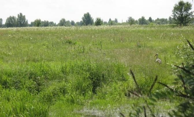 Суд остаточно заборонив забудову заказника «Троєщинські луки»