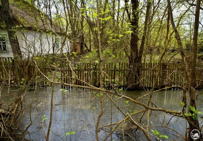 У Чорнобильському заповіднику зраділи весняному підтопленню