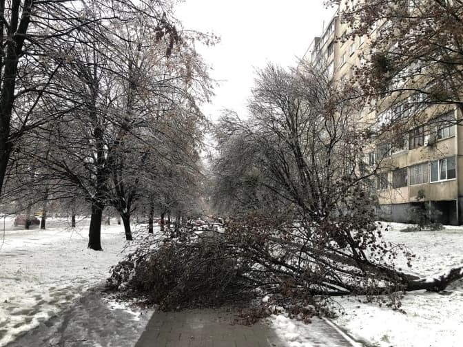 Що робити і куди звертатися, якщо впало дерево