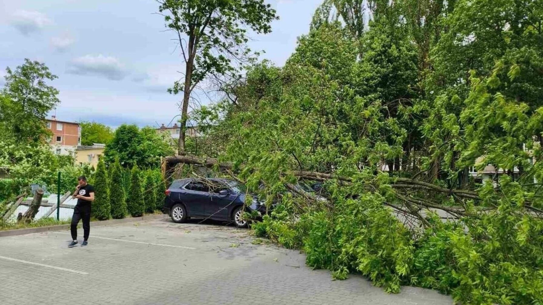 У Львові на прибудинкову територію впало дерево і частково пошкодило приватне авто / фото ЛМР.