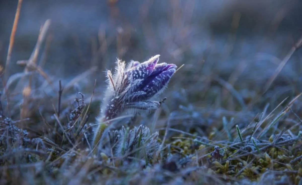 Заморозки до -2°: якою буде погода на Львівщині