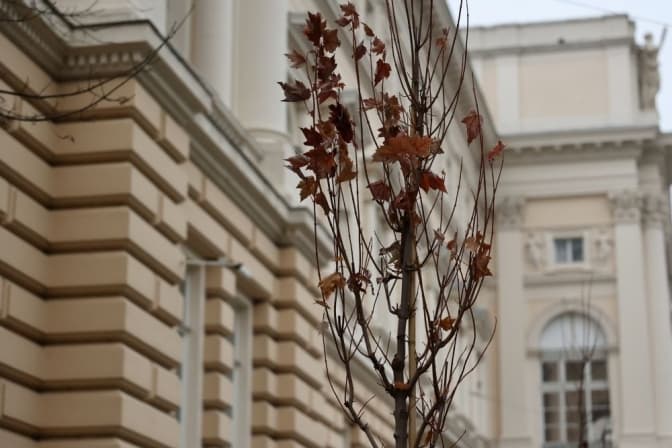 Біля Львівського університету висадили клени