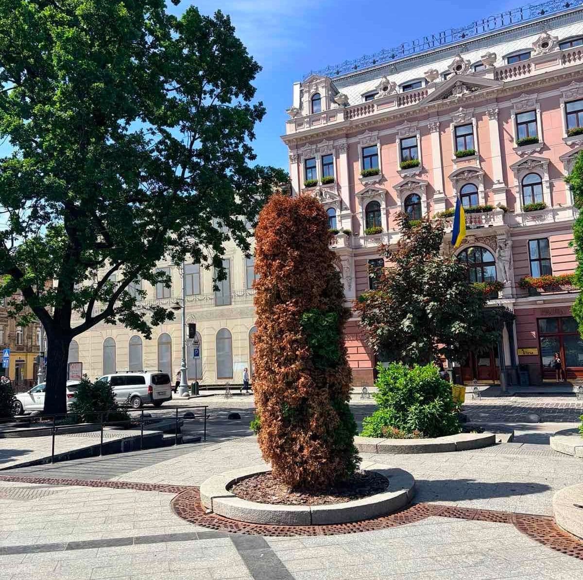 Всихаюча туя у центрі Львова / фото: Галицька РА
