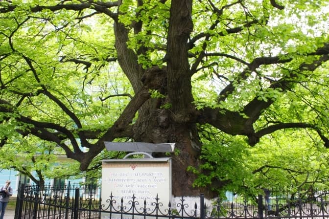 У Києві почали лікування липи Петра Могили, яку ледве не зруйнувала негода. Фото