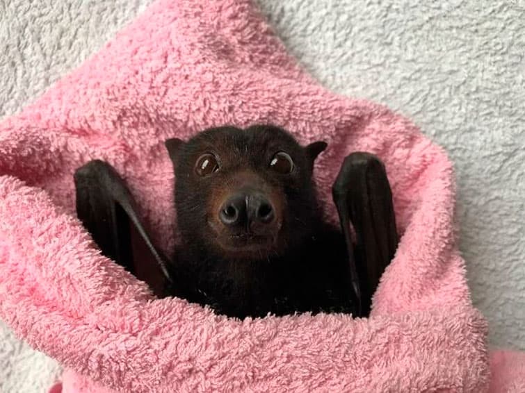 Фото: Bats Qld