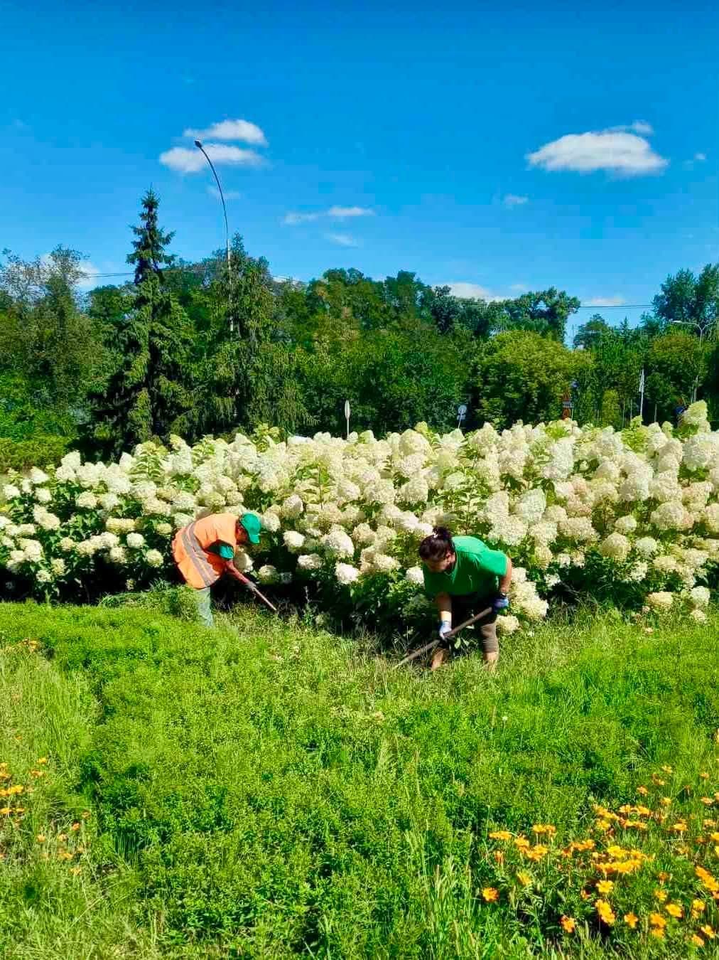 Фото: Київзеленбуд