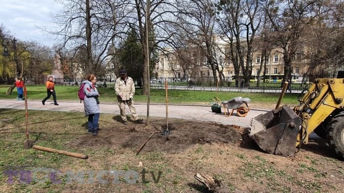 Білі тополі зі Снопківського пересадили у парк Франка. Фото, відео