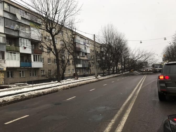 У Львові через негоду впали два дерева. Рух ускладнено