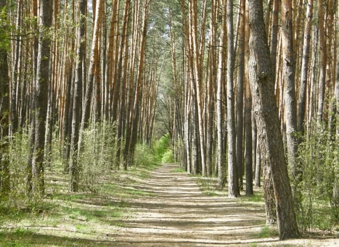 На Львівщині у лісі знайшли тіло чоловіка, який заблукав напередодні ввечері