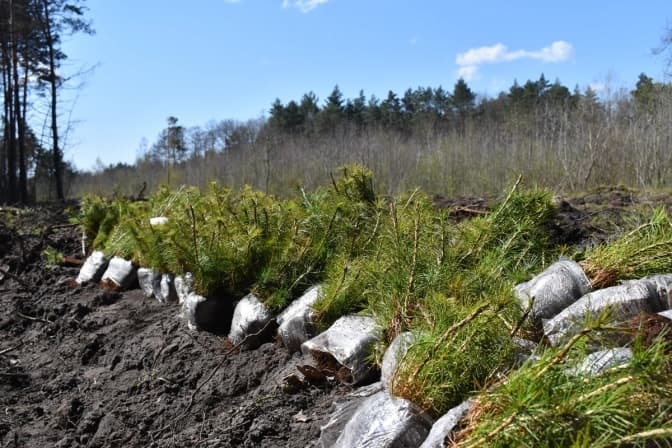 На Львівщині висадили близько 180 тисяч дерев