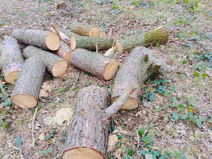 На Львівщині виявили незаконну вирубку лісу на понад 844 тис. грн