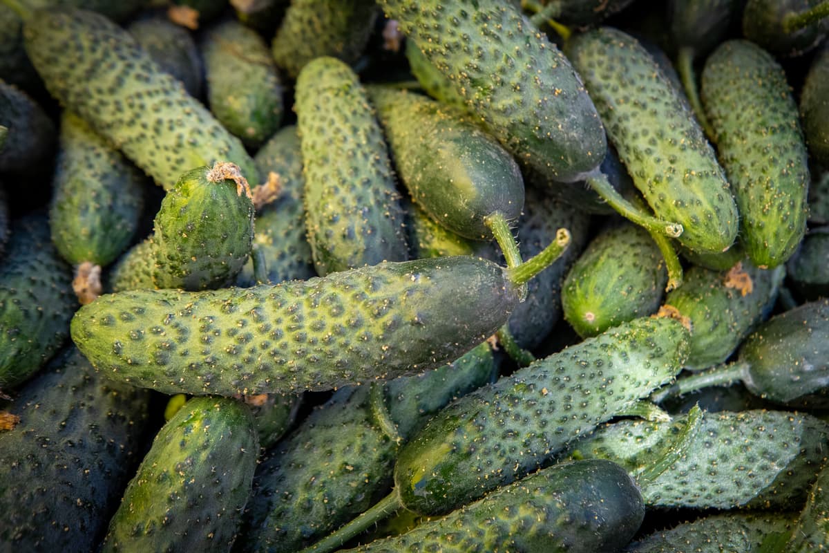 Де придбати свіжі продукти у Києві цього тижня: перелік локацій та розклад ярмарків