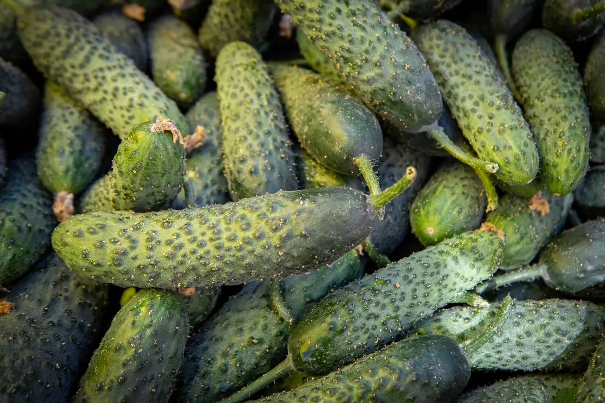 Від Голосієва до Троєщини: де у Києві купити свіжі продукти цього тижня