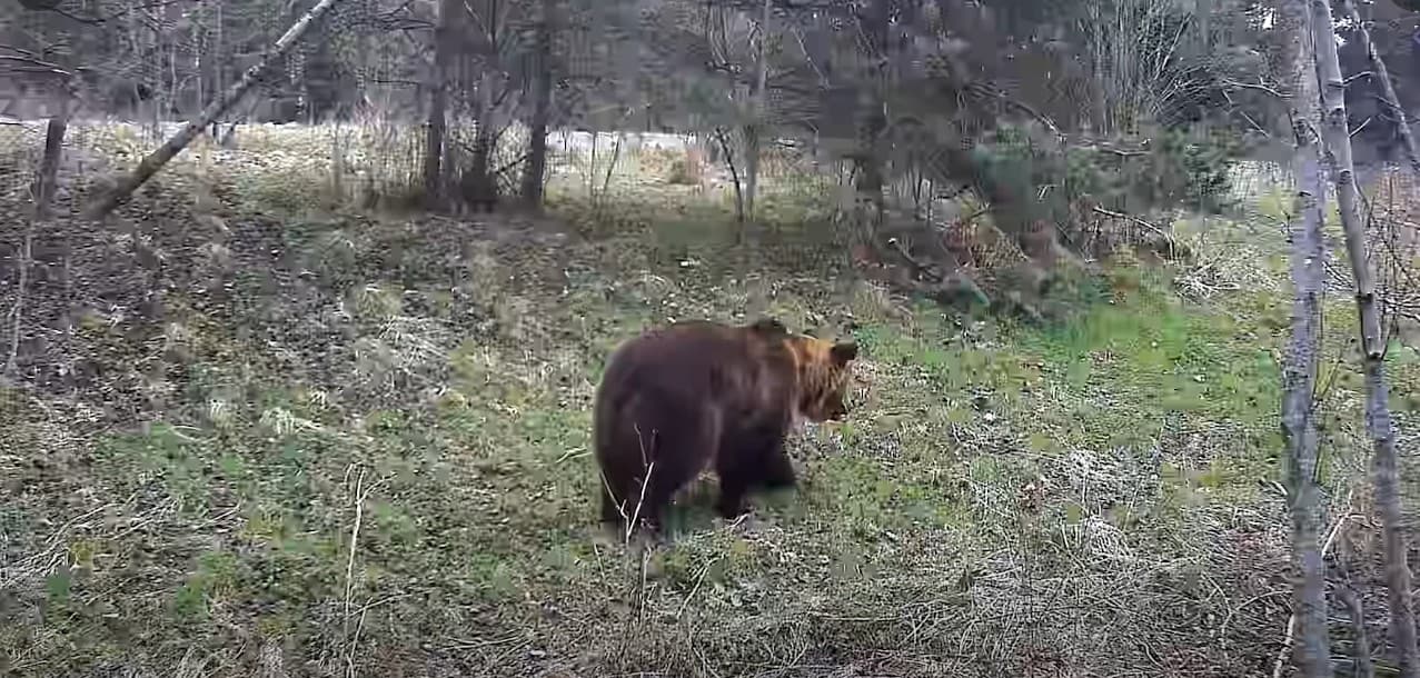 Ведмідь потрапив до фотопаски