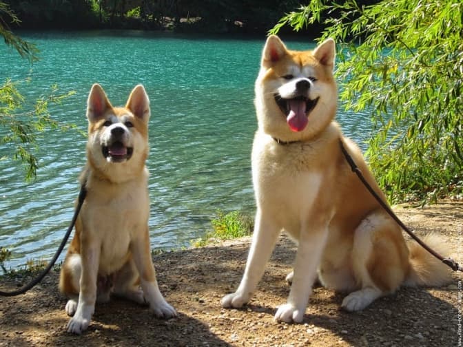 фото: breedsofdogss.blogspot.com