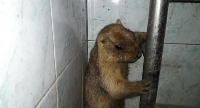 Львів'ян просять допомогти врятувати з неволі двох бабаків. Фото