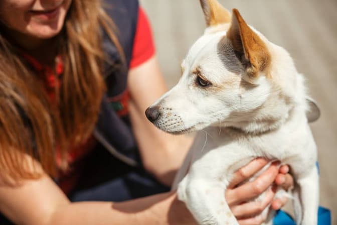 Фото: ЛКП «Лев»