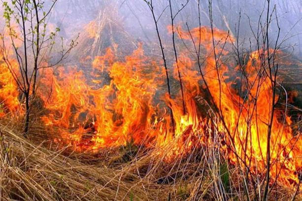 На вулиці Сулими у Львові горить суха трава
