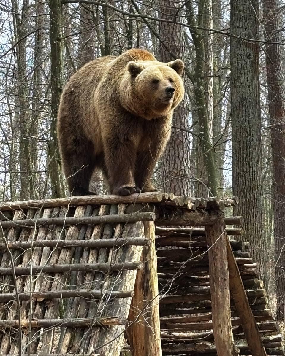 Ведмеді у притулку в Домажирі раді відвідувачам / фото притулку