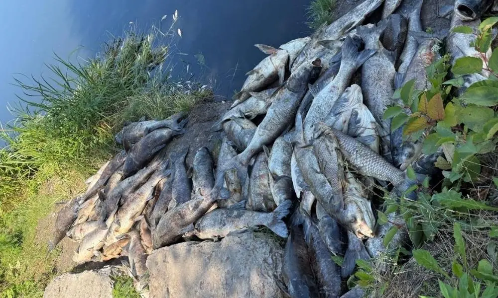 У водоймах Софіївської та Петропавлівської Борщагівки зафіксували масовий мор риби: мешканців закликають не контактувати з водою