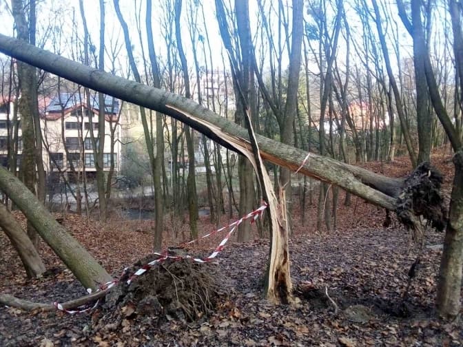 У парках Львова негода повалила понад 50 дерев
