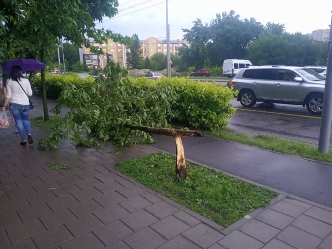 Негода у Львові повалила три десятки дерев