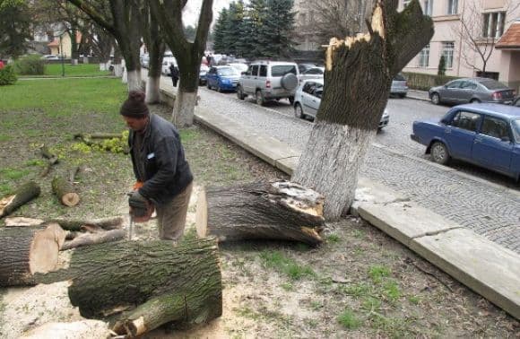 У Львові обрізають дерева: водіїв і перехожих просять бути обережними