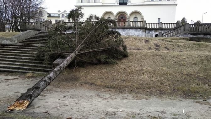 Уночі негода повалила у Львові 13 дерев. Фото