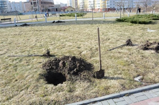 У парку Івана Павла ІІ на Сихові замінять десяток мертвих сакур