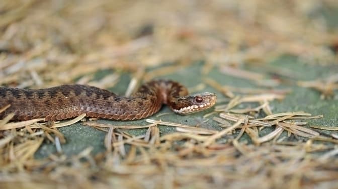 На Львівщині чоловік потрапив до лікарні після укусу змії