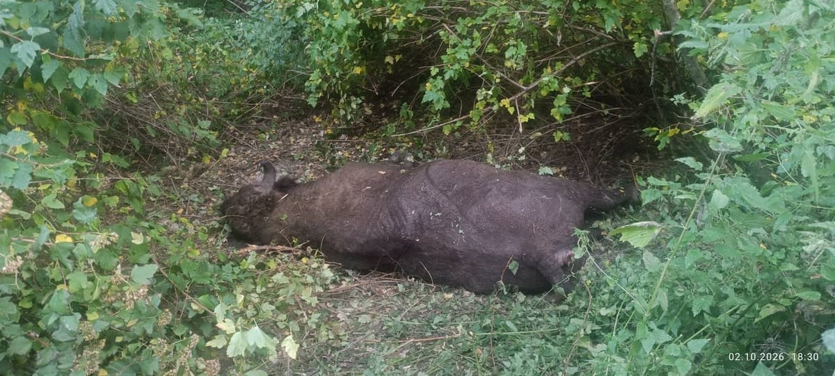 700-кілограмовий зубр вибіг на дорогу на Львівщині: його збила фура